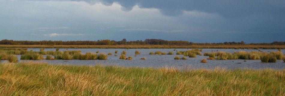 Thorne Moors